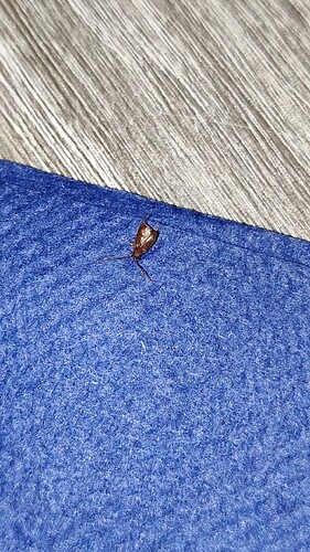 IMG_20241110_19561064
