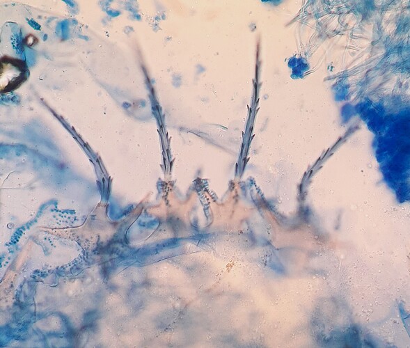 N1_11025_skoop_tunnistamaton_poskilampi_11_10_2025-23