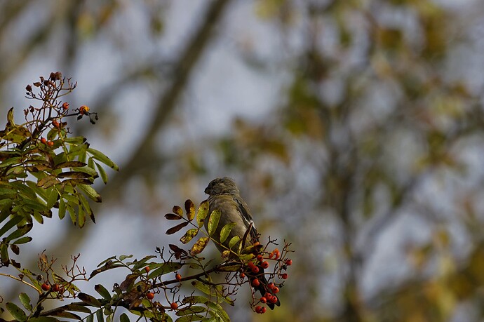 Nuori punatulkku 250926_1