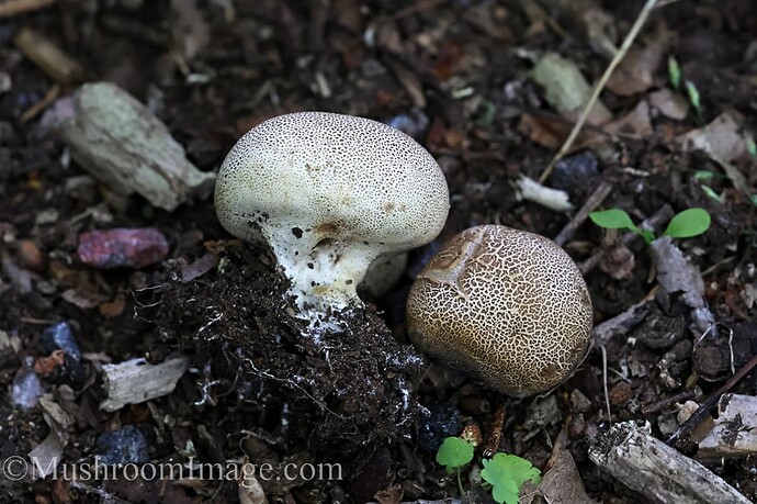 mukulakuukunen117072021viikkivalmis