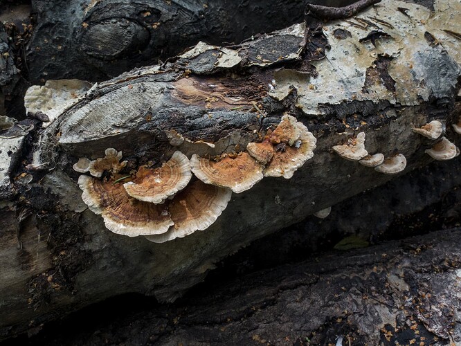 pinovyokaapa_trametes_ochracea_paloisvuori5_4_9_2021-1