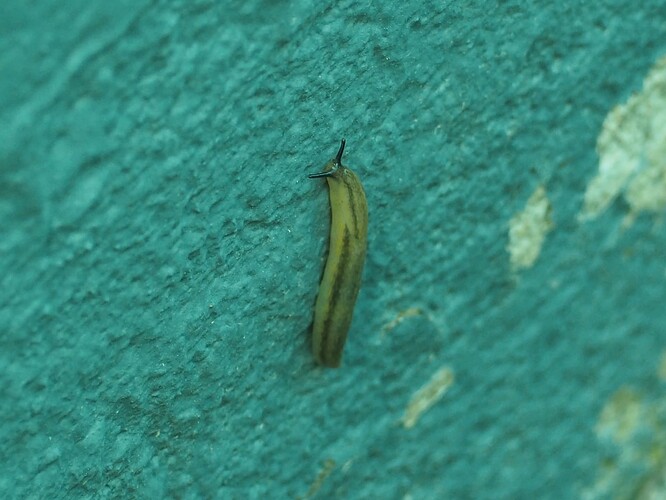 P7030001