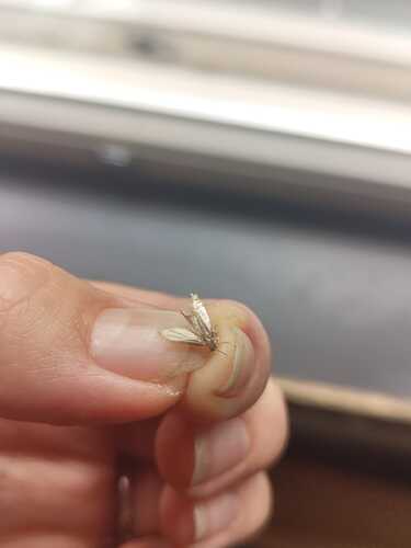 IMG-20250617-WA0003
