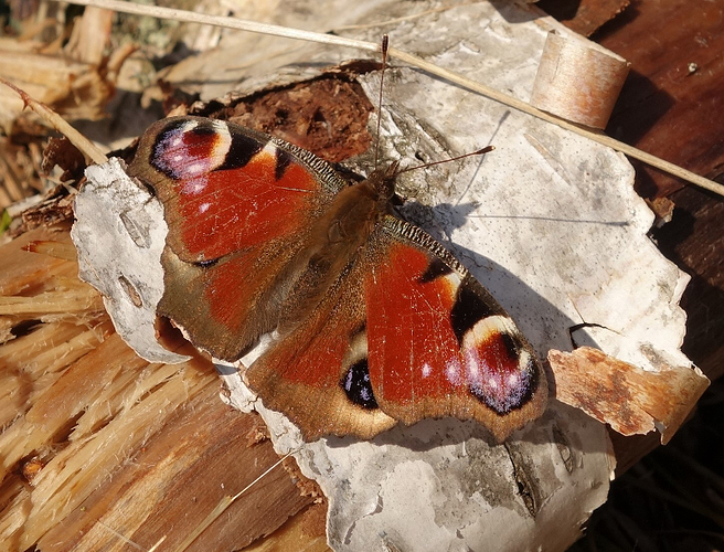 Nymphalis_io_07042020
