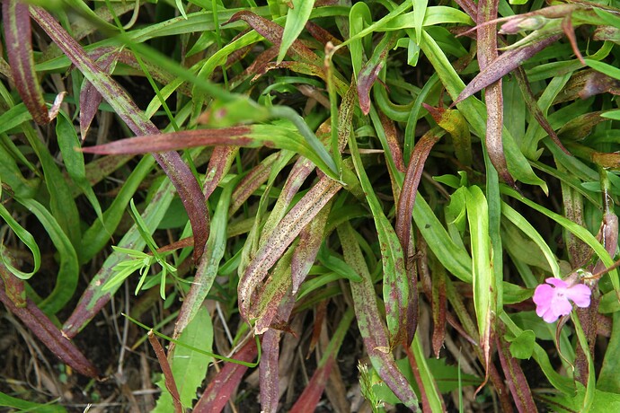 Diplocarpon saponariae - isäntä Lychnis yunnanensis 2017-0103 keruu 4993 87793