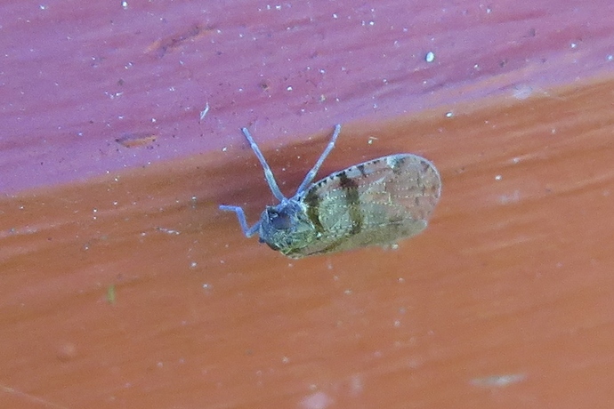 c_distinguendus_20200816_joutsa
