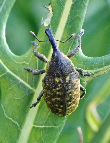 Ohdakekärsäkäs 1 Larinus sturnus  10 mm