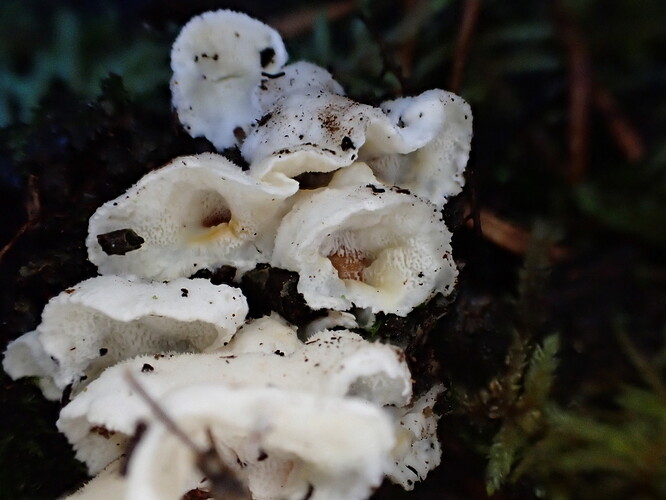 Sinerväkääpä, Postia simulas