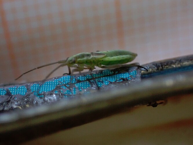 eb746e97d8bf7cf5283af993b252710acb4c7587_2_999x750-1