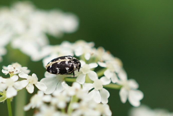 kuoriainen260621-2