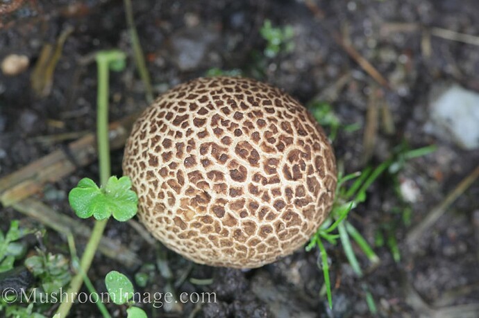 tarhamukulakuukunen2230082019malmivalmis