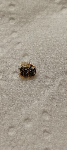 IMG_20250815_131911