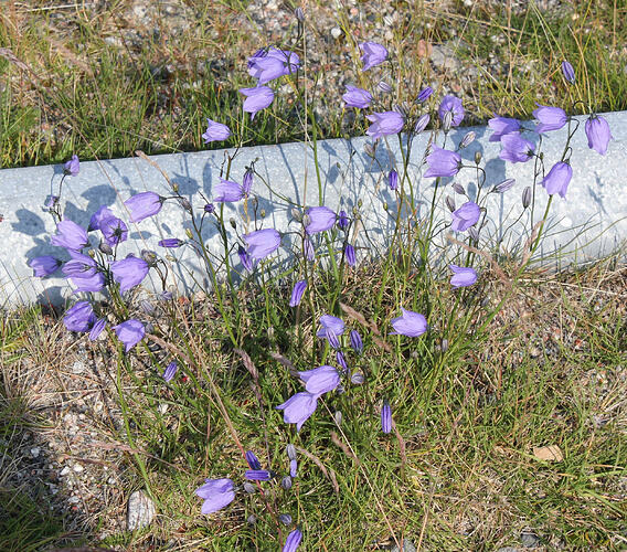 Kurjenkello (Campanula persicifolia)_Pykeija_2
