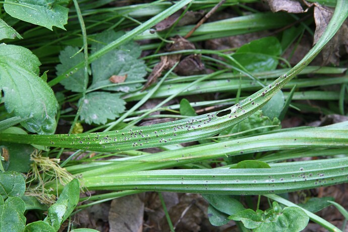Uromyces gageae - käenrieskanruskoruoste, isäntä Gagea lutea keruu 4085 80866