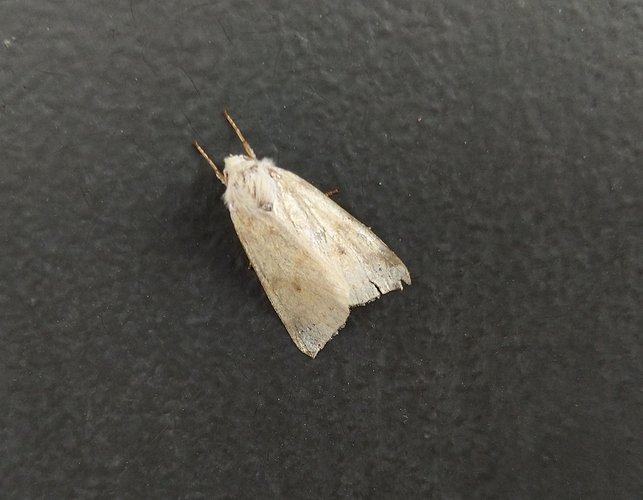 yokkonen041020