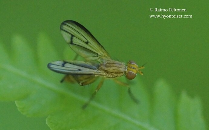 Renocera-striata-2-8.7.-Piet-Nord-min-768x480