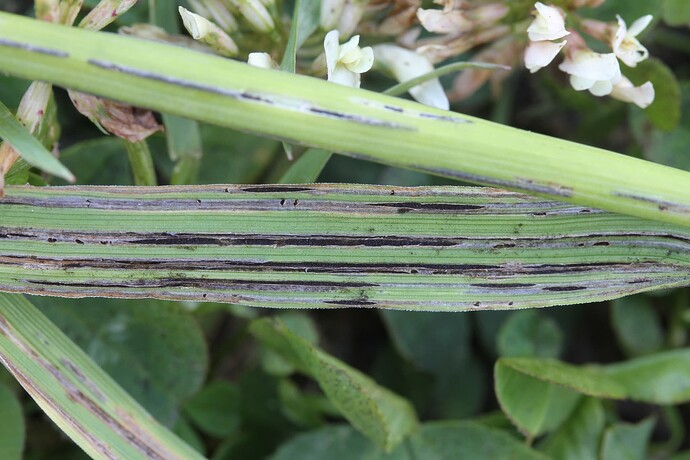 Urocystis alopecuri - puntarpäänryväsnoki, isäntä Alopecurus pratensis keruu 5032 88039