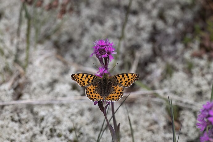 lohja_20250530_0371-Edit