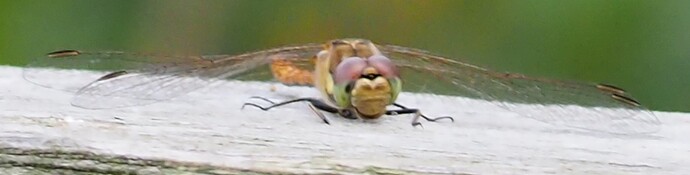 P8090093_2
