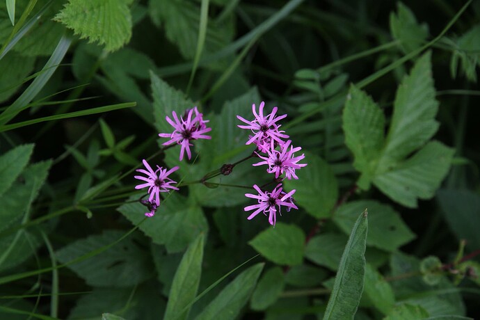 Microbotryum coronariae - isäntä Silene flos-cuculi keruu 5045 88129
