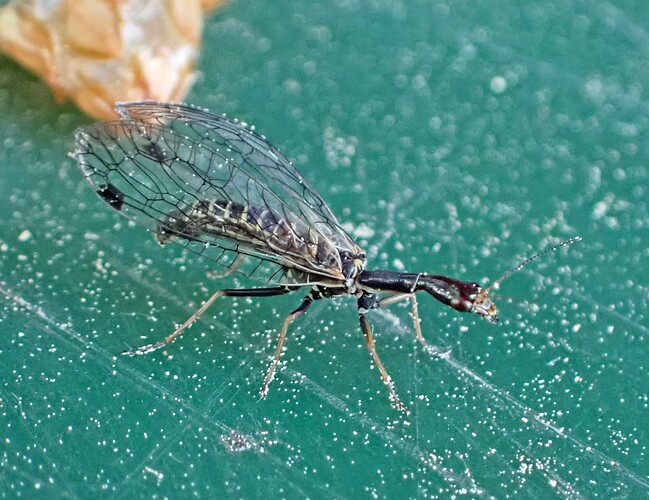 Mäntykäärmekorento 6 Raphidia ophiopsis