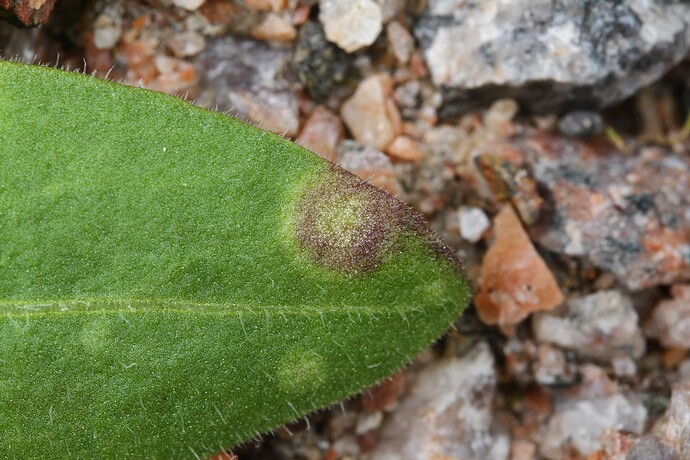 Entyloma gaillardianum - isäntä Gaillardia aristata 1995-0689 keruu 4998 87816