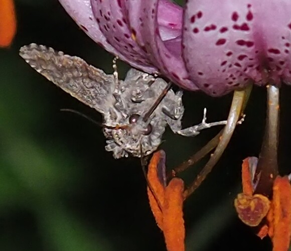 P7170021_2