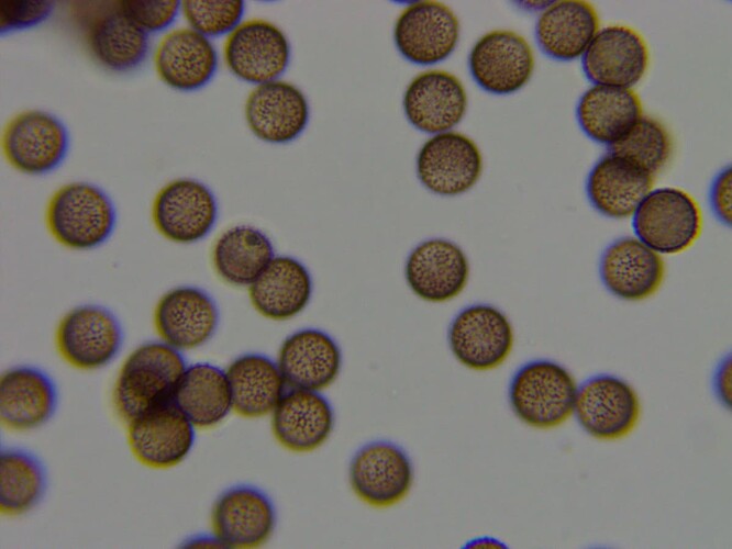 Symphytocarpusamaurochaetoides100x30825perttupuranenkeitele