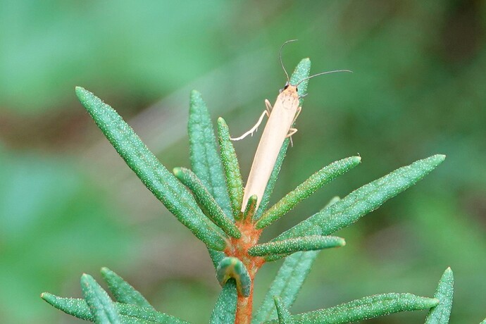 Pikkukeltasiipi-3