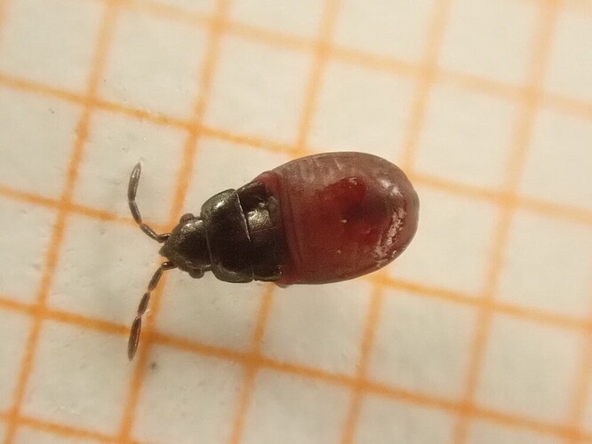 28.6.2023 pyhäranta