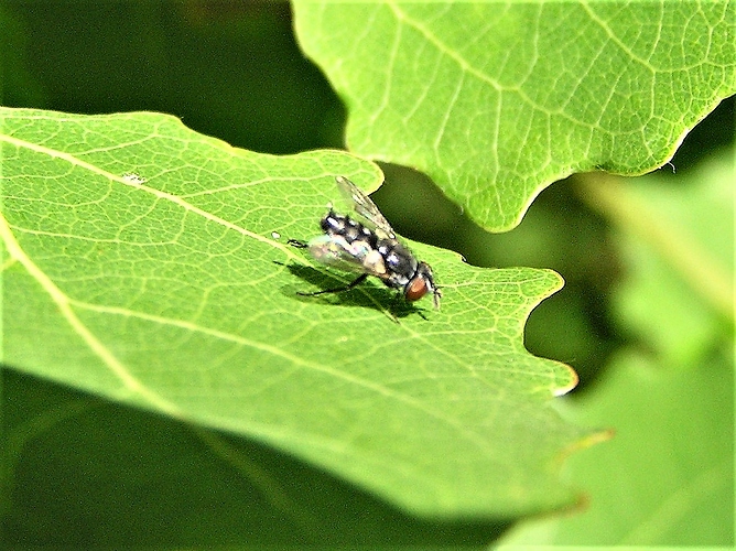 P7050148 (3)