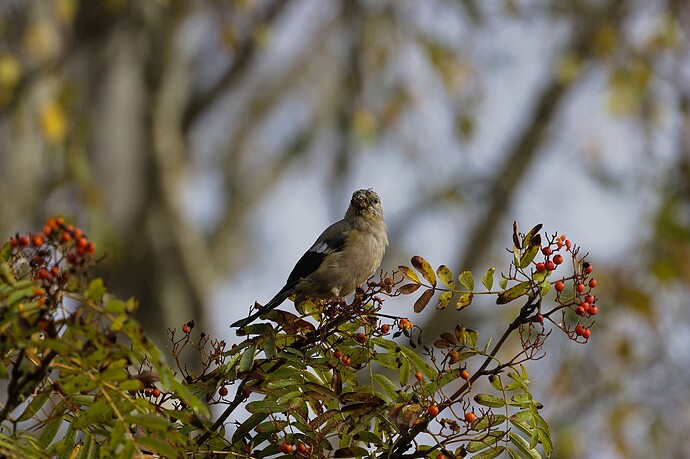 Nuori punatulkku 250926_2