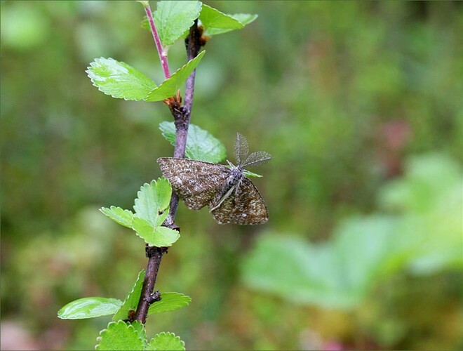 perho-isoaapa-Salla21june12