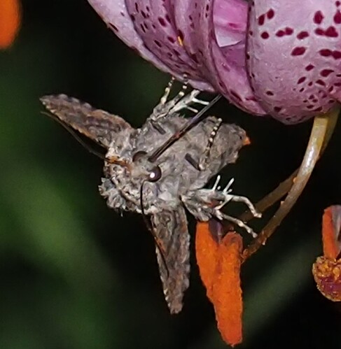 P7170020_2