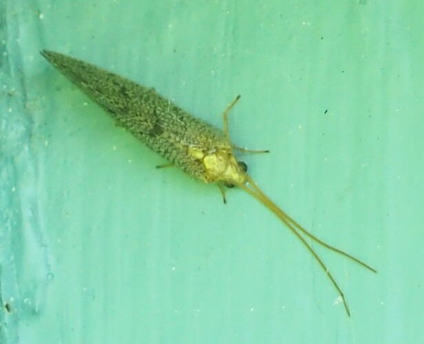 P7040001_2