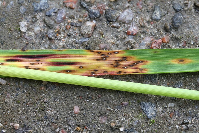 Mastigosporium album - isäntä Alopecurus pratensis keruu 5062 88256