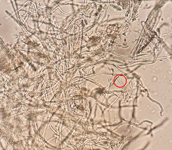 n1_11025_sinkila_rihmastoa