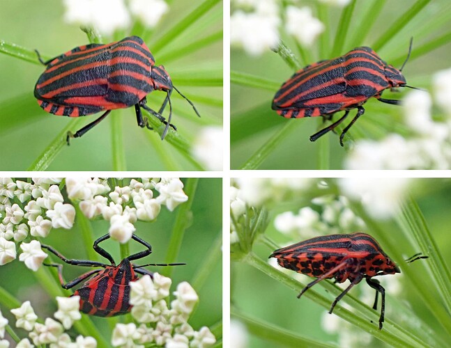 Pyjamalude (Graphosoma italicum)