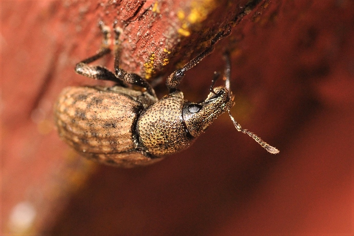 Erakkokorvakärsäkäs - Otiorhynchus singularis.