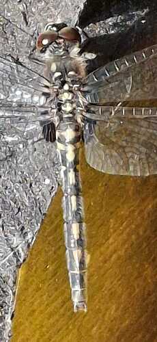 IMG-20250721-WA0003