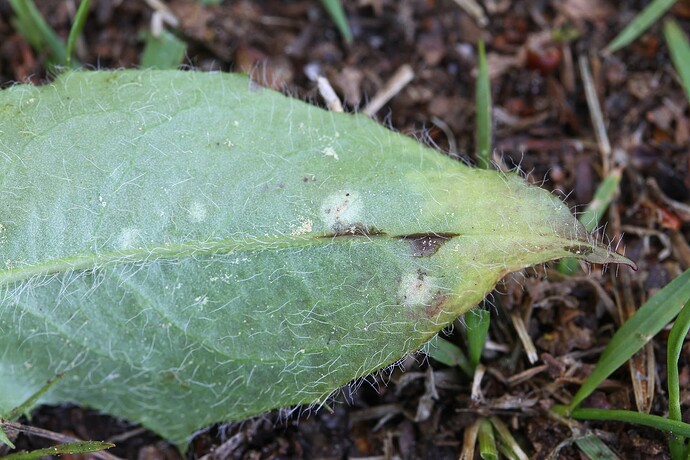 Entyloma hieracii - isäntä Pilosella cymosa keruu 4983 87734