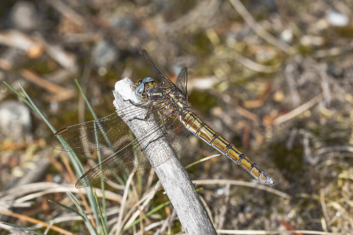 EOS 5D Mark IV_9999_99_50pros