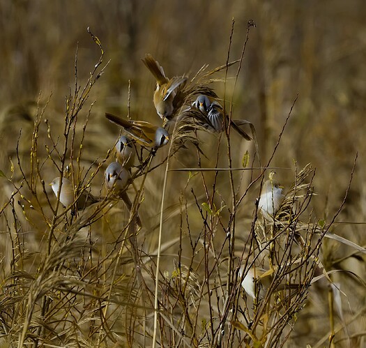 Viiksitimalit 251009_2