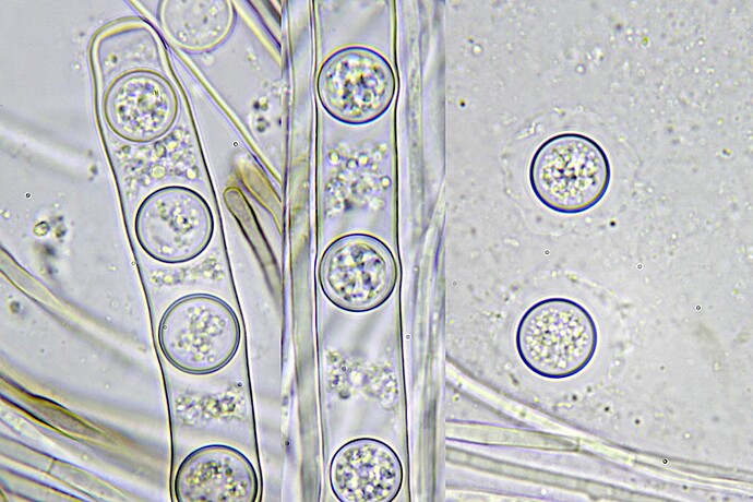 cf_lignicola2