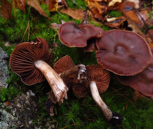 Telamonia SII 091021 A2