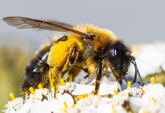 20250705-_X055181JVPieniKoko