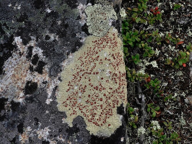 25.7.2022 kiilopää