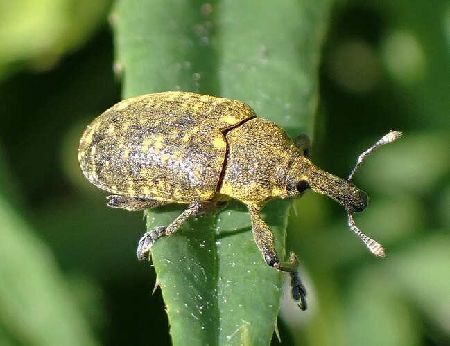 Ohdakekärsäkäs 4 Larinus sturnus