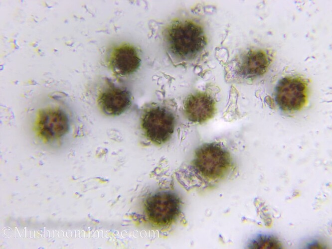 scleroderma100x31707021viikki