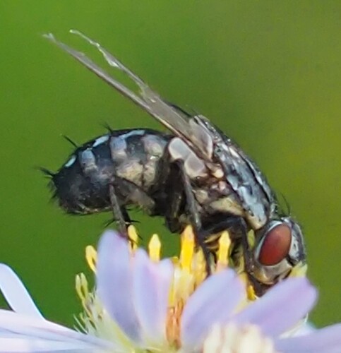 P9050094_2